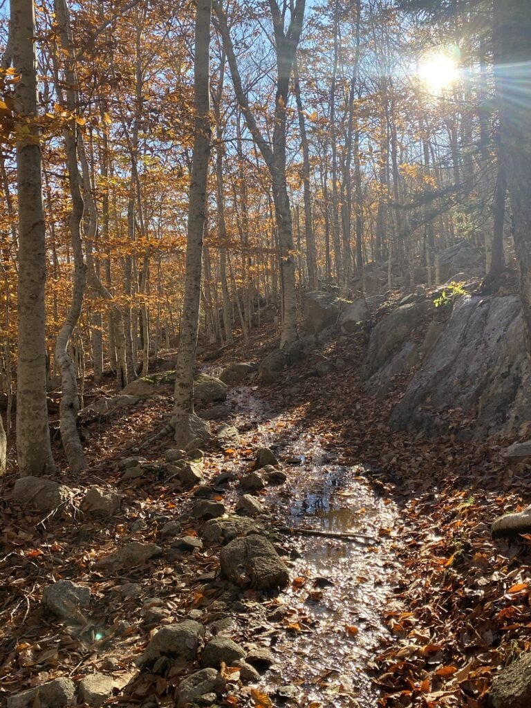 Golden Leaves near Jordan Pond and the Bubbles Divide Trail Acadia National Park