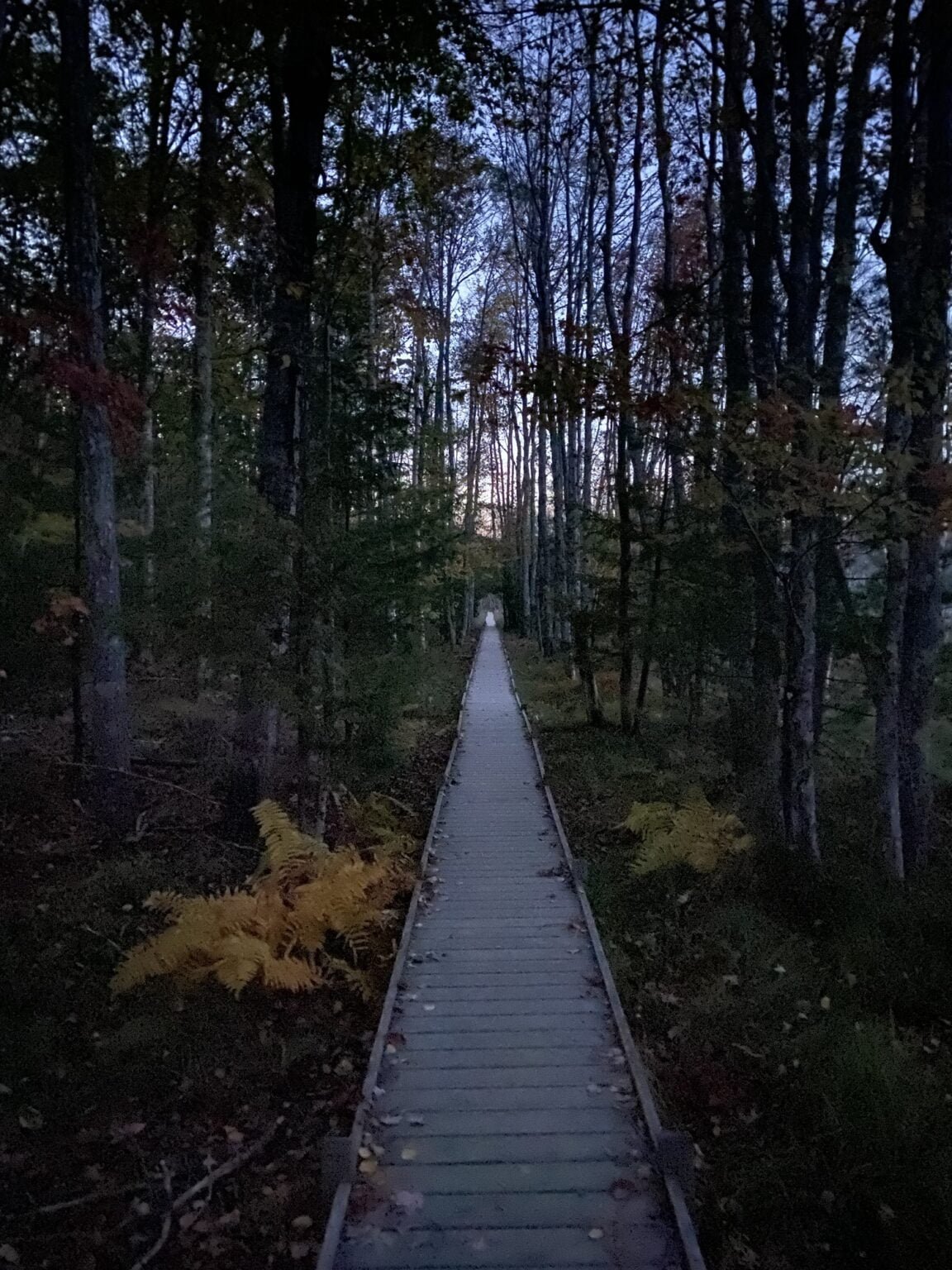 Jessup Path in the dark. The lighter colored boardwalk extends as a straight line through a tunnel of tall trees until it breaks out into the last of the evening light a few hundred yards in the distance.