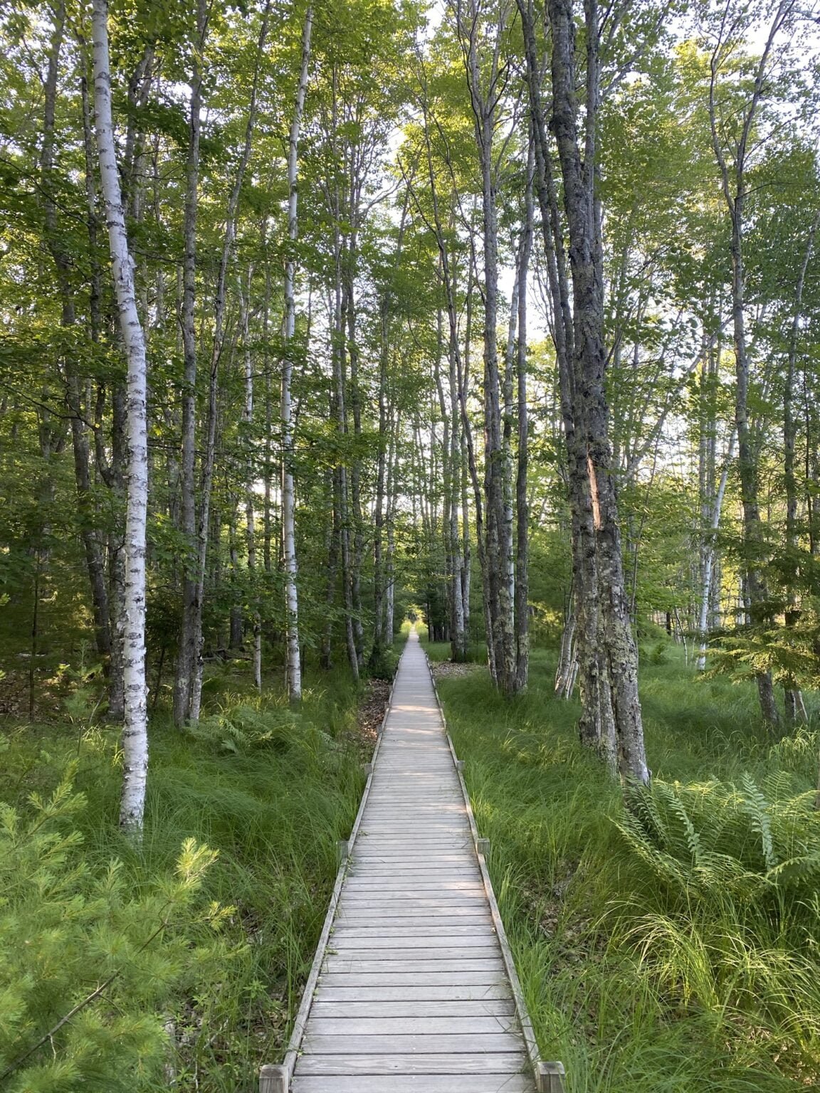 Jessup Path near the Wild Gardens of Acadia. One of the most beautiful places to visit here. This area features a lovely, raised boardwalk that carries visitors over nearly half a mile of lush grass and ferns, and a lovely stand of birch, aspen, and maple trees growing in the shadow of Dorr Mountain. The boardwalk is raised because this area often receives clean run off from the rain that falls on the exposed granite of the surrounding mountains which then feeds the adjacent Great Meadow. Jessup is an easy path and a great trail for those who need less intense trails in Acadia.